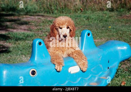 Un cucciolo di scarabocchio standard poggiando le zampe su un giocattolo blu Foto Stock