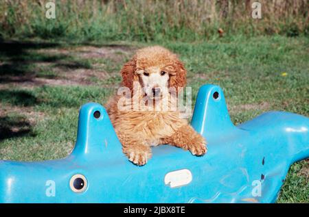 Un cucciolo di scarabocchio standard poggiando le zampe su un giocattolo blu Foto Stock