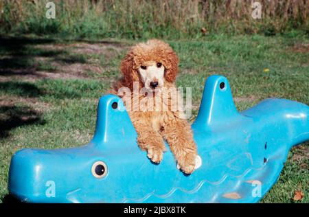 Un cucciolo di scarabocchio standard poggiando le zampe su un giocattolo blu Foto Stock