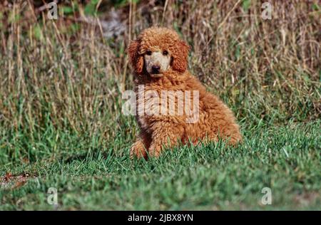 Un cucciolo di scarabocchio standard seduto in erba Foto Stock