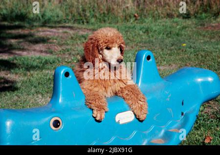 Un cucciolo di scarabocchio standard poggiando le zampe su un giocattolo blu Foto Stock