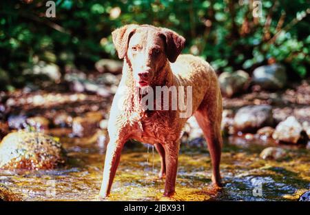 Un Chesapeake Bay Retriever che gioca in streaming Foto Stock