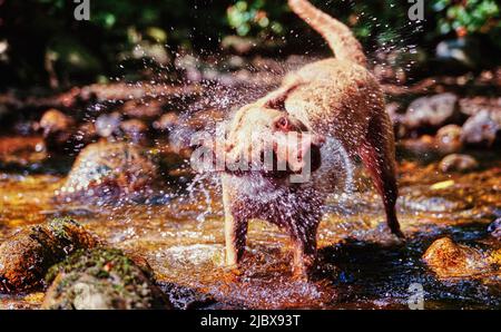 Un Chesapeake Bay Retriever che gioca in streaming Foto Stock