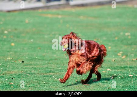 Un setter irlandese che corre attraverso un campo verde con una palla da tennis in bocca Foto Stock