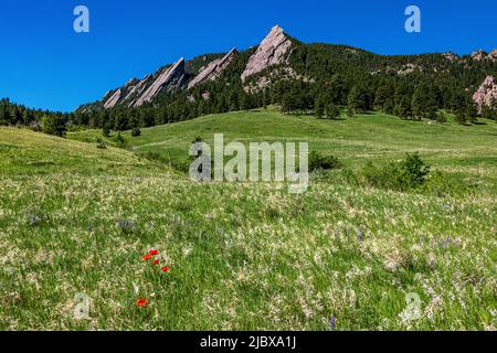 Fiori selvatici in fiore nel mese di giugno nel Parco Chautauqua Foto Stock