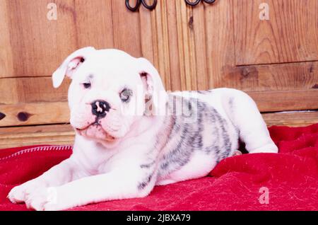 Un cucciolo inglese di bulldog su una coperta rossa Foto Stock