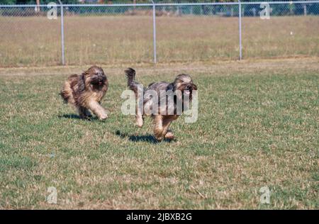 Due cani Briard che corrono in un campo erboso Foto Stock