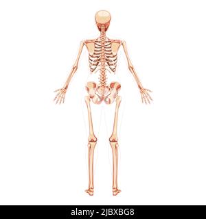 Donne Skeleton corpo umano ossa concetto femminile con mani aperte posizione. Vista posteriore della donna dorsale. 3D immagine vettoriale realistica anatomicamente corretta della ragazza piatta di anatomia isolata su bianco Illustrazione Vettoriale