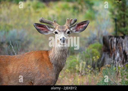 Un giovane cervo dalla coda nera con corna ricoperte di velluto in un campo di senape selvaggia nell'Oregon centrale. Foto Stock