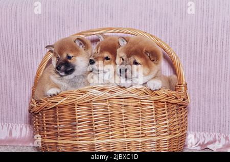 Un cestino pieno di cuccioli Shiba Inu Foto Stock
