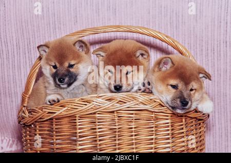 Un cestino pieno di cuccioli Shiba Inu Foto Stock