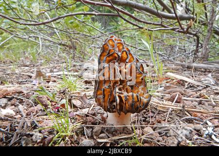 Morchella elata, un fungo di porro nero, che cresce selvaggio nelle Cascade Mountains dell'Oregon centrale. Foto Stock