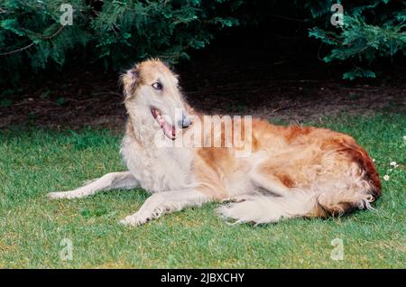 Un cane Borzoi che posa in erba Foto Stock