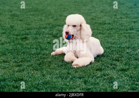 Una barbetta standard che si posa in un campo verde con una palla in bocca Foto Stock