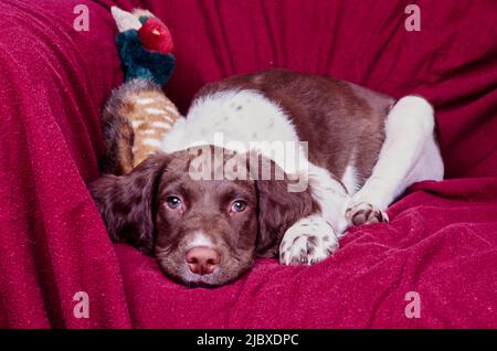 Uno spaniello inglese springer che stesa con un animale ripieno su una sedia drappeggiato in un panno rosso Foto Stock