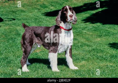 Uno spaniello inglese springer in piedi su un prato verde Foto Stock