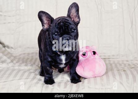 Un cucciolo di bulldog francese a ravviva in piedi su una coperta a righe con un giocattolo rosa ripieno Foto Stock