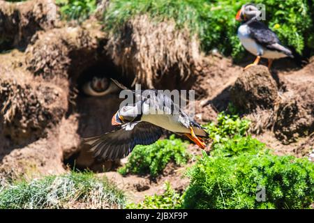 Atlantic Puffin, Fratercola arctica da Puffin Cove, Drumhollistan, Scozia Foto Stock