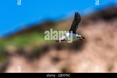 Atlantic Puffin, Fratercola arctica da Puffin Cove, Drumhollistan, Scozia Foto Stock