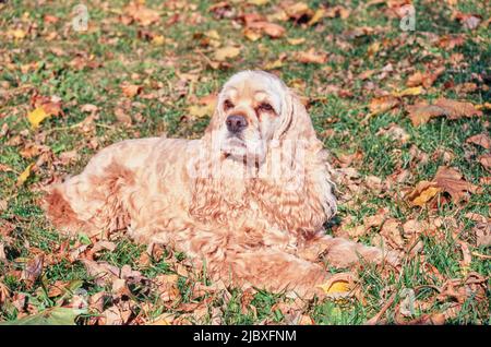 Un Cocker Spaniel americano di colore dorato che posa in erba e foglie Foto Stock