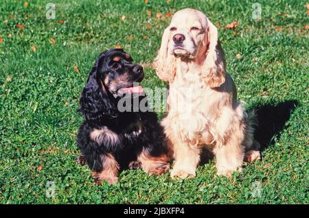 Due Cocker Spaniels americani seduti in erba e trifoglio Foto Stock