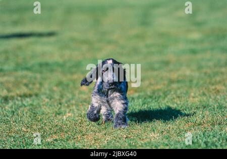 Un cucciolo di spaniello inglese blu capretto che corre attraverso un prato verde Foto Stock