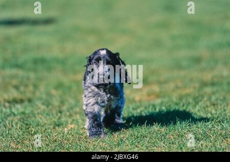 Un cucciolo di spaniello inglese blu capretto che corre attraverso un prato verde Foto Stock