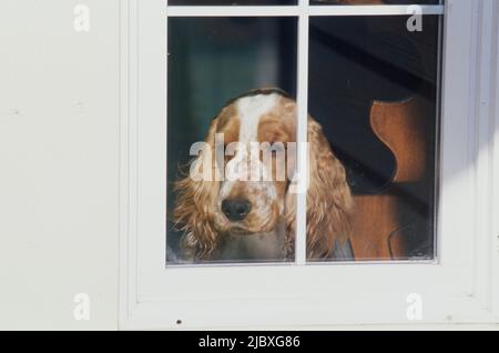 Un cocker inglese rosso e bianco che guarda fuori attraverso una finestra Foto Stock