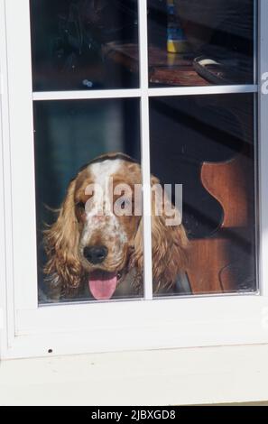 Un cocker inglese rosso e bianco che guarda fuori attraverso una finestra Foto Stock