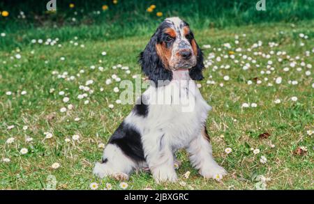 Un cucciolo bianco nero e tan inglese cocker spaniel seduto in erba con fiori bianchi Foto Stock
