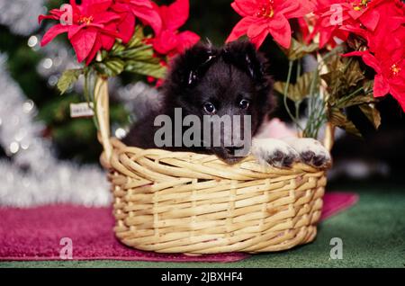 Un cucciolo di sheltie che posa in un cestino Foto Stock