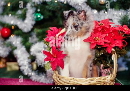 Un cucciolo di sheltie seduto in un cestino Foto Stock