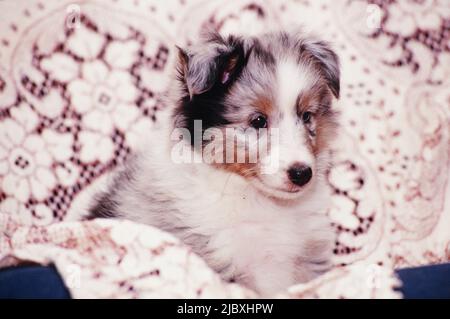 Un cucciolo di sheltie seduto in una coperta Foto Stock