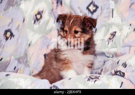 Un cucciolo di sheltie seduto in una coperta Foto Stock