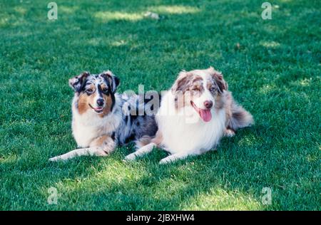 Due cani pastorelli australiani che si stendano su un prato d'erba Foto Stock