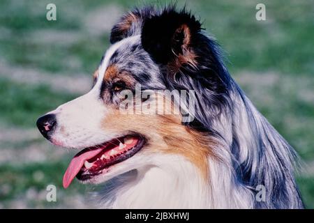 Primo piano del volto di un cane pastore australiano Foto Stock