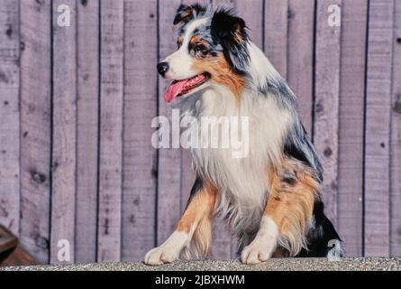 Un cane pastore australiano seduto con le zampe appoggiate su una superficie di cemento ghiaioso Foto Stock