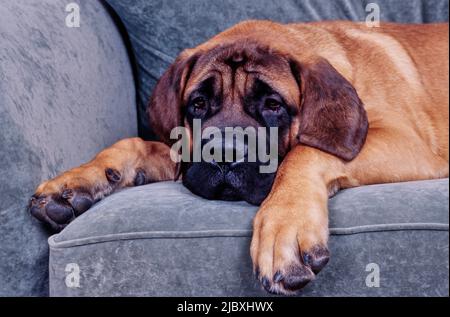 Un mastro inglese che si posa su un divano grigio Foto Stock