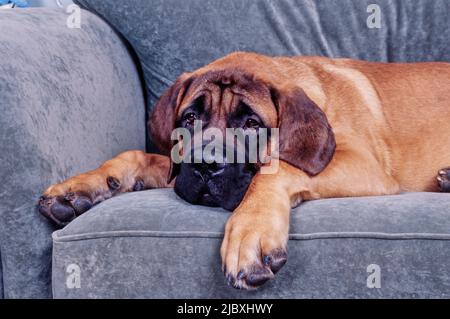 Un mastro inglese che si posa su un divano grigio Foto Stock