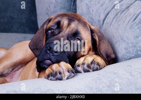 Un mastro inglese che si posa su un divano grigio Foto Stock