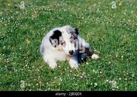 Un cane cucciolo pastorello australiano che posa in un prato di erba e masticare su un ramoscello Foto Stock