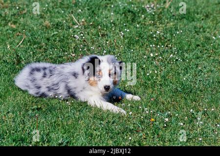 Un cane cucciolo pastorello australiano che posa in un prato di erba Foto Stock