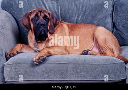 Un mastro inglese che si posa su un divano grigio Foto Stock