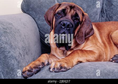 Un mastro inglese che si posa su un divano grigio Foto Stock