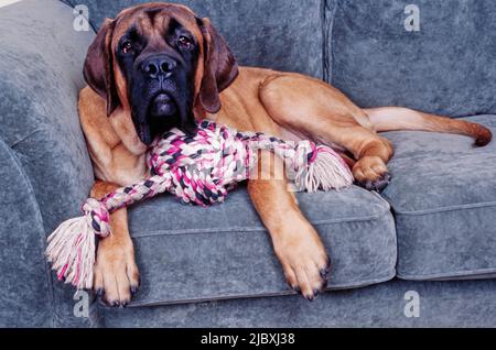 Un mastro inglese che si stende su un divano grigio con un giocattolo a corda Foto Stock