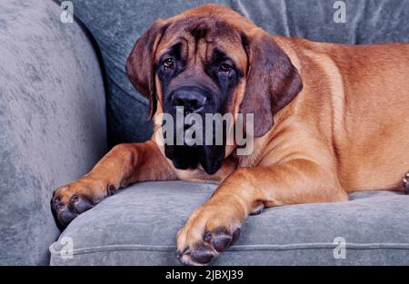 Un mastro inglese che si posa su un divano grigio Foto Stock