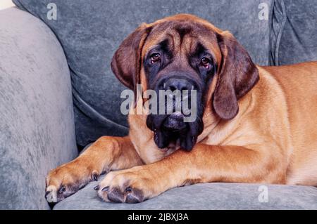 Un mastro inglese che si posa su un divano grigio Foto Stock