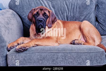 Un mastro inglese che si posa su un divano grigio Foto Stock