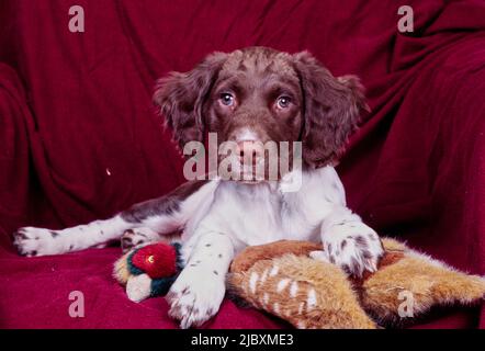 Uno spaniello inglese springer che stesa con un animale ripieno su una sedia drappeggiato in un panno rosso Foto Stock