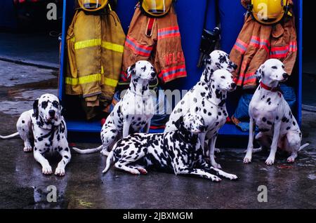 Diversi dalmati seduti davanti ai pompieri Foto Stock